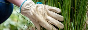 How to Choose the Best Gloves for Gardening